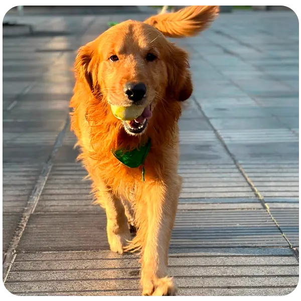 Instalaciones de hotelería para mascotas Akiles